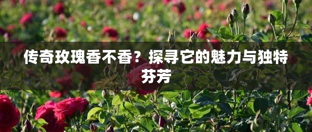 傳奇玫瑰香不香？探尋它的魅力與獨特芬芳