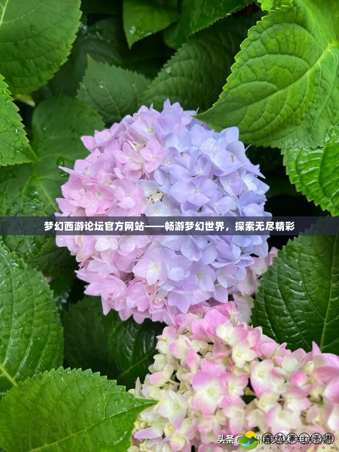夢幻西游論壇官方網站——暢游夢幻世界，探索無盡精彩