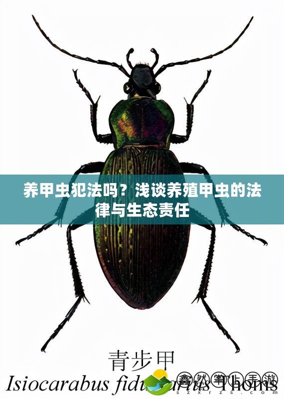 養(yǎng)甲蟲(chóng)犯法嗎？淺談養(yǎng)殖甲蟲(chóng)的法律與生態(tài)責(zé)任